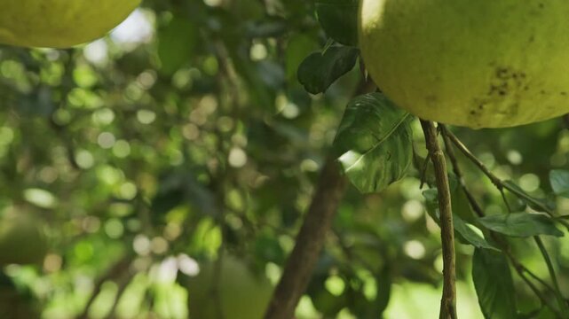 GI Wiang Kaen Pomelo Growing in Orchard, Chiang Rai, Northern Thailand, 4K Video Footage