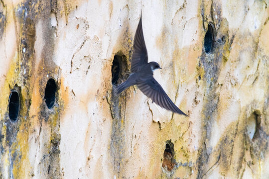 View of a sand martin in flight near its nesting colony with circular burrows in a textured earthen wall in the United Kingdom.