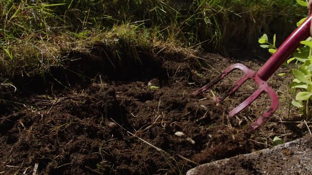 A red pitchfork chops and lifts clods of earth along a lawn edge in strong sunlight.