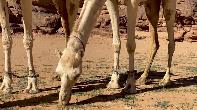 A close-up view of camels grazing on sparse desert vegetation in a rocky, sandy landscape, with their legs tethered by ropes in a sunny environment.