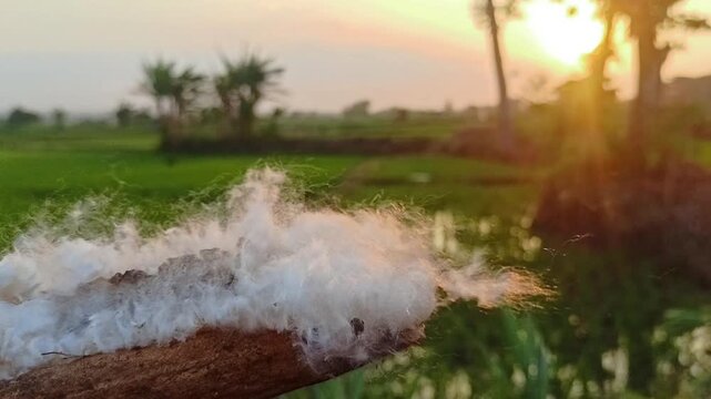 Close-up of kapok (ceiba) against a sunset background. 4K video.