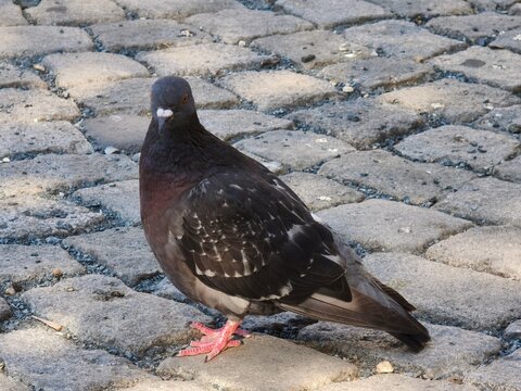 Feral pigeon standing on a grey cobblestone pavement in the city