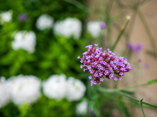 Obraz premium Purple Verbena Flower Blooming in a Summer Garden with Soft Green Background