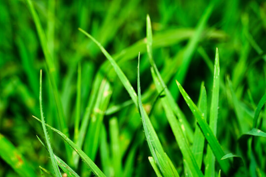 Closeup Vibrant Green Grass Blades Growing in Lush Lawn