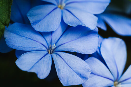 Vibrant Blue Plumbago Flowers Featuring Delicate Petals and Stamens in Botanical Garden