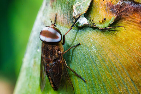 Horsefly With Patterned Eyes Resting on Vibrant Green Tree Surface