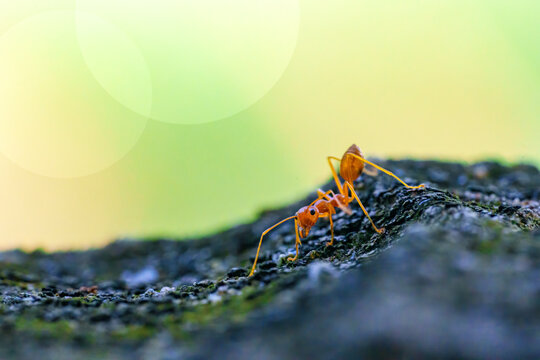 Red Ant Walking on Stone Surface Green Background in Garden