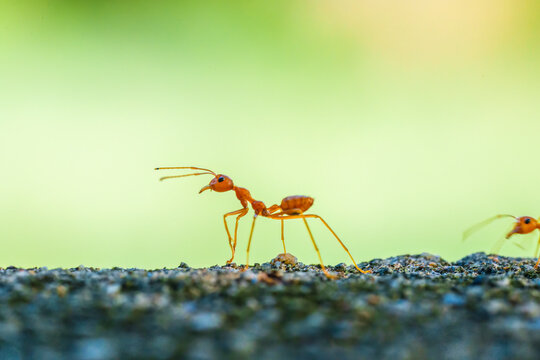 Red Ant Walking on Stone Surface Green Background in Garden
