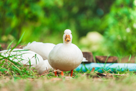 White ducks living on lush green field in rural garden countryside farm