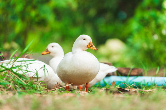 White ducks living on lush green field in rural garden countryside farm