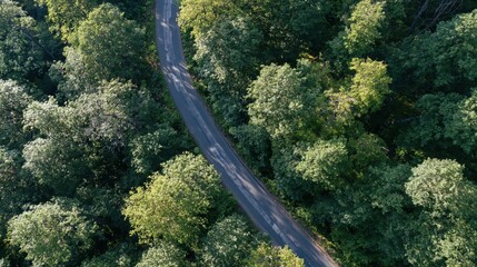 Obraz premium The Serpentine Road Winding Through Dense Forest Canopy And Emerald Greenery