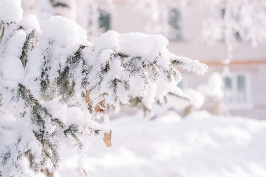 Snow-covered spruce branch near residential house, peaceful winter neighborhood.