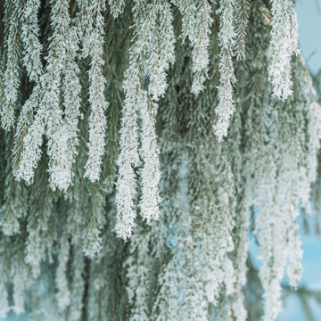 Long evergreen branches covered with hoarfrost against blue sky, winter nature background.