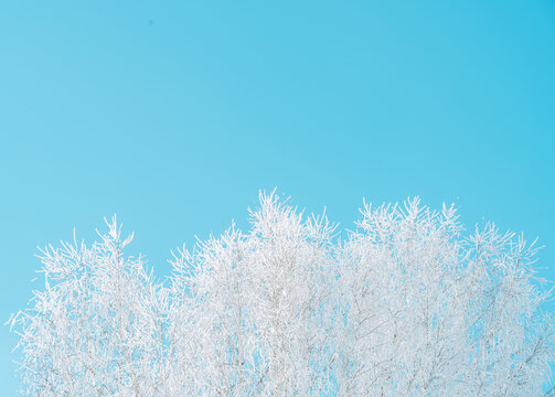 Frost-covered treetops beneath clear blue sky, minimal winter background with copy space.