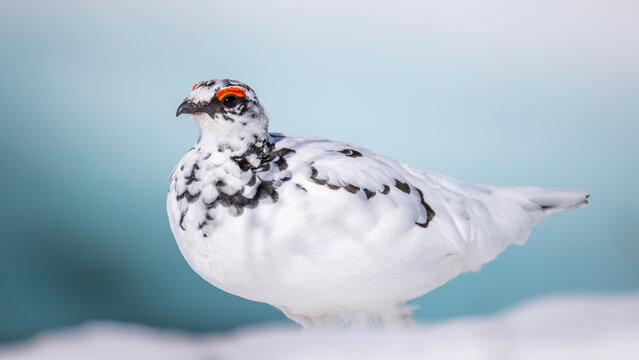 View of a rock ptarmigan in white winter plumage with black markings and a distinctive red eye comb standing in the snow in Valldal, More og Romsdal, Norway.