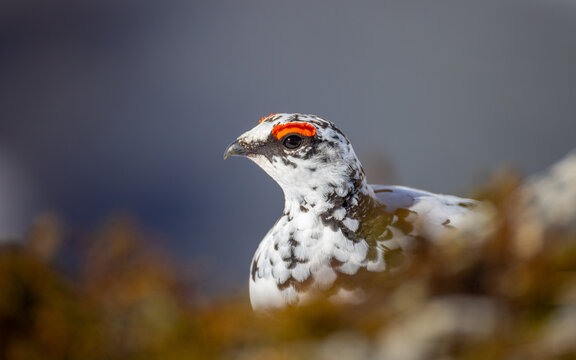 View of a rock ptarmigan in its white winter plumage with a distinctive red comb above its eye, perched among rocky terrain in Valldal, More og Romsdal, Norway.