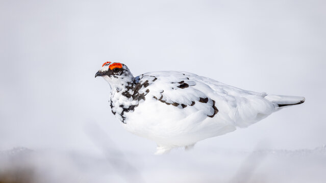 View of a rock ptarmigan in white winter plumage with red combs above its eyes standing in the snow in Valldal, More og Romsdal, Norway.