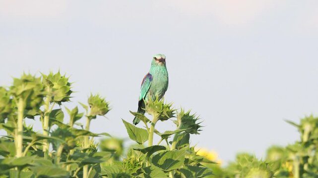 European roller (Coracias garrulus) on a sunflower, scanning a harvested wheat stubble for prey