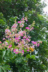 Obraz premium Purple flowers blooming on tree branch against blue sky and clouds