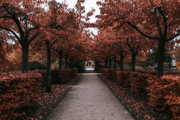 Obraz premium The Path Through a Tree-Lined Corridor Dusted with Red Leaves