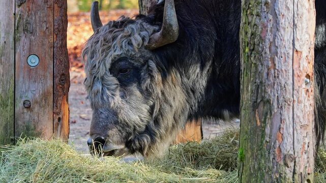 The domestic yak, Bos grunniens is a long-haired domesticated bovid found throughout the Himalayan region of the Indian subcontinent, the Tibetan Plateau and as far north as Mongolia and Russia.