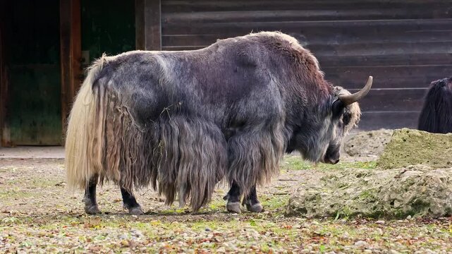 The domestic yak, Bos grunniens is a long-haired domesticated bovid found throughout the Himalayan region of the Indian subcontinent, the Tibetan Plateau and as far north as Mongolia and Russia.