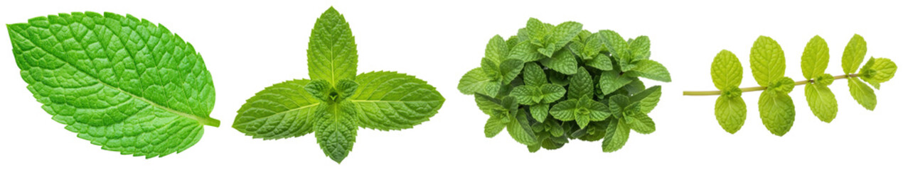 assortment of fresh mint leaves and sprigs, showcasing different forms for culinary and aromatic uses, isolated. © NamCam