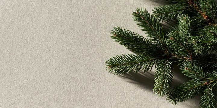A close-up, overhead view of dark green pine branches on a pale surface