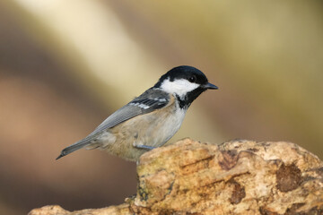 Naklejka premium Coal Tit (Periparus ater) Perched on a Log with a Soft Blurred Background in Nature