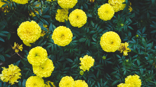 Yellow, floral background. Many beautiful flowers of erect marigolds Tagetes erecta in a natural garden.
