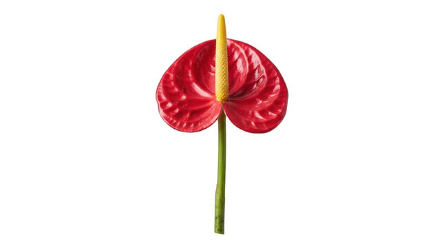 Vibrant red anthurium flower isolated on white. Tropical flamingo lily with yellow spadix. Exotic laceleaf plant for floral design.
