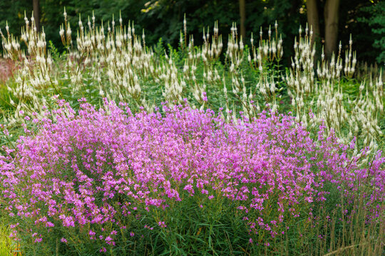 Staudenbeet mit Lythrum virgatum 'Swirl' und Veronicastrum virginicum 'Diane'