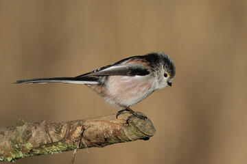 Long-tailed tit (Aegithalos caudatus) perched on a tree branch, cute small songbird side view close-up © Badr