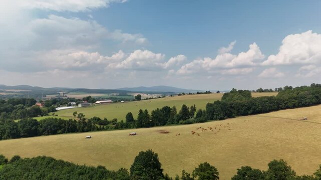 Aerial view of grazing cattle on a meadow with fields and forested hills in the countryside in summer
