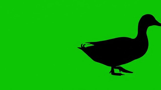 duck walk silhouette video green screen
