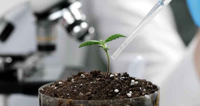 In a bright laboratory, a devoted scientist gently waters a young plant. The atmosphere is filled with anticipation as nutrients are provided. Each drop brings life closer to blooming.