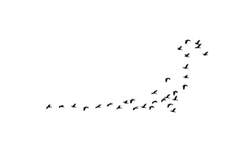 Group Of Flying Geese Silhouette Cutout Png Transparent Background Nature Wildlife Overlay
