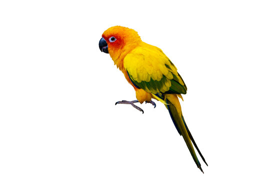 Colorful Sun Conure Parrot Png Cutout Transparent Background Tropical Exotic Bird