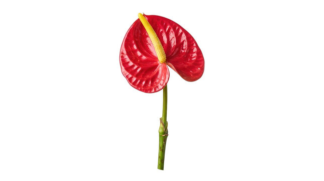 Vibrant red anthurium flower isolated on white background, tropical flamingo lily with yellow spadix, exotic floral element for design