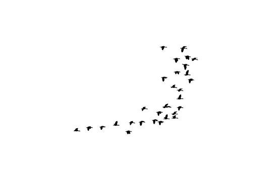 Group Of Flying Geese Silhouette Cutout Png Transparent Background Nature Wildlife Overlay