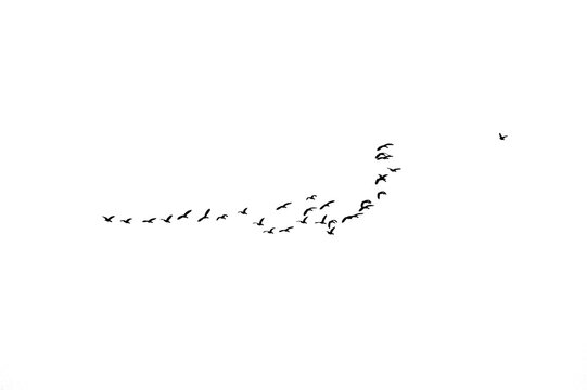 Group Of Flying Geese Silhouette Cutout Png Transparent Background Nature Wildlife Overlay