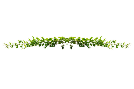 Climbing Ivy Vine Branch With Green Leaves Isolated Png Transparent Background Overlay