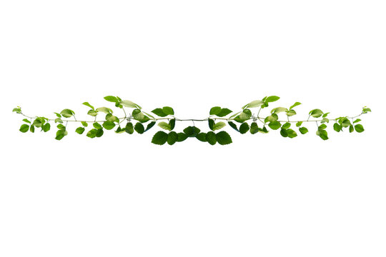Climbing Ivy Vine Branch With Green Leaves Isolated Png Transparent Background Overlay
