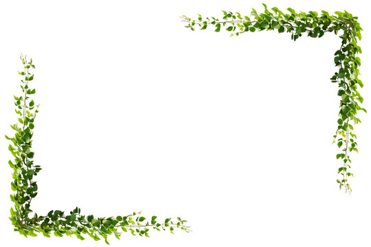 Green vine leaf frame with copy space, transparent PNG cutout for flexible layout design.