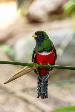 Male collared Trogon, Trogon collaris, perched on a branch with soft background. Endemic to Mexico, Central America, and northern South America.