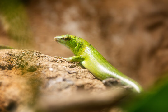 Emerald skink, Lamprolepis smaragdina, also know as the spotted green tree skink or emerald green skink. Endemic to the Philippines and widespread across Indonesia, Melanesia and Micronesia
