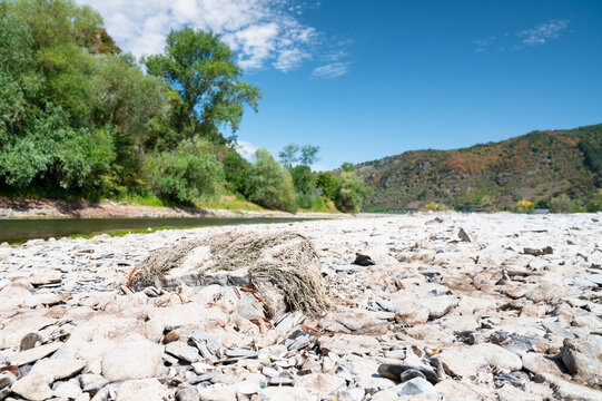 River rhine with low water level, upper middle valley near Kaub, Germany, dry riverbed, extreme drought in Europe, rocky terrain with deadwood
