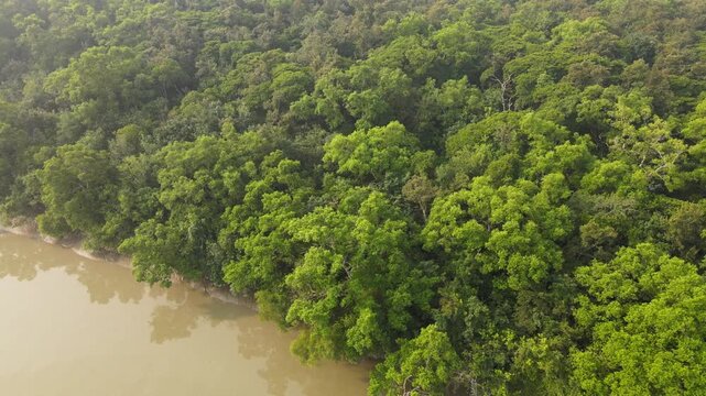 Aerial View of Dense Sundarbans Mangrove Forest in Khulna Bangladesh. Sundarbans