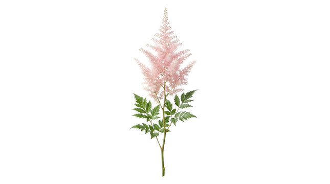 Pink astilbe flower stem on white background, blooming false spirea with green leaves, elegant floral botanical element for wedding design