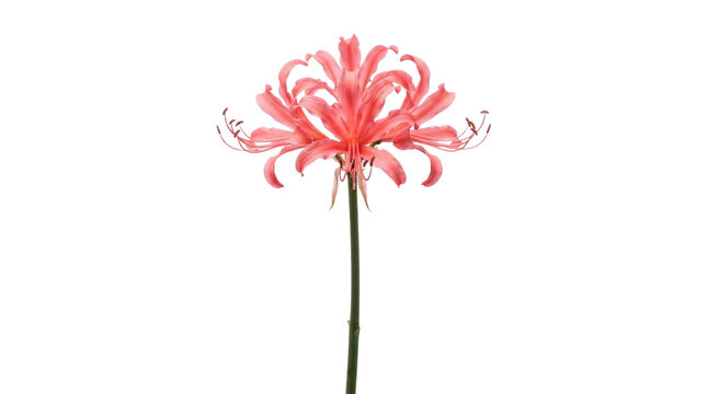 Red spider lily flower on white background. Lycoris radiata blossom with long petals. Elegant floral stem for botanical design.